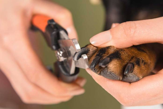 A dog getting his nails trimmed by his owner using a nail trimmer.