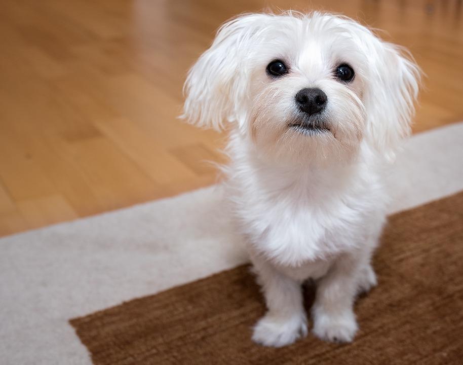 Dog, Young Dog, Maltese, White, Small, Sweet, Cute