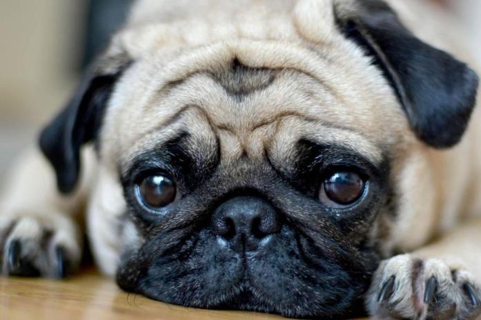 Vomiting In Dogs — Pug on the floor, with teary eyes.