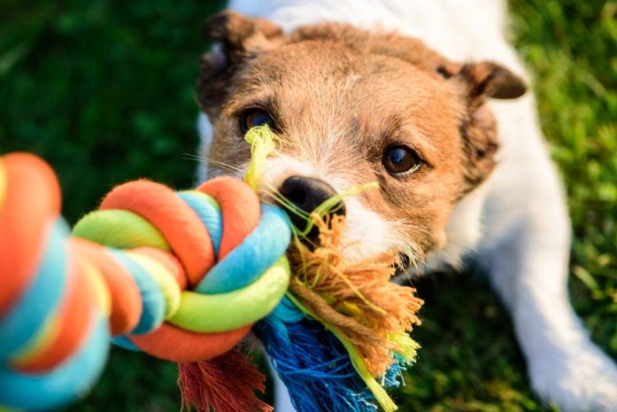 A dog playing a tug of war game with its owner