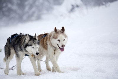 Sled Dogs