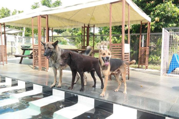 Dogs in front of a pool — a possible place for the spread of leptospirosis.