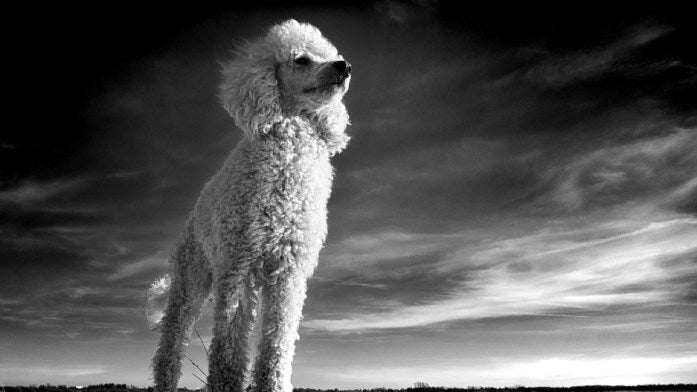 Hypoallergenic dog breed -poodle black and white