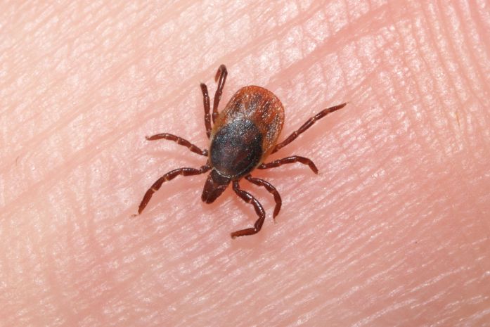 A picture of a tick.