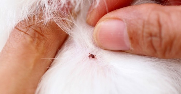 A tick found on a dog.