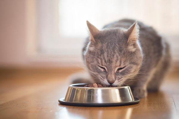 A cat eating from a bowl, it is on trial diet to determine what's best for  helping to ease stomach sensitivity in cats.