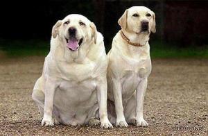 Hypoallergenic dog breed - two labs