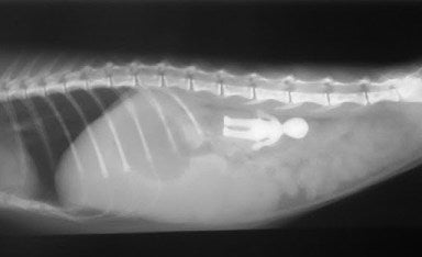 X-ray of a foreign object identified in a dog's stomach.