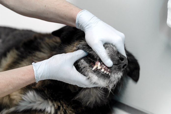 What is Dental Disease, and What are the Signs in Canines?