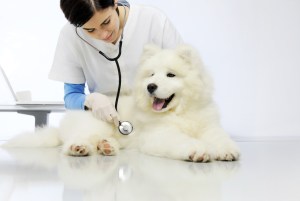 A dog at the vet clinic getting checked.