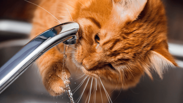 What Happens If My Cat Isn't Drinking Enough Water?