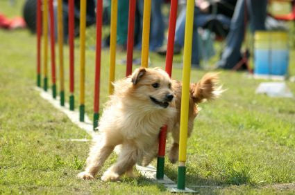 A dog passing the weave pole obstacle in a dog agility training.