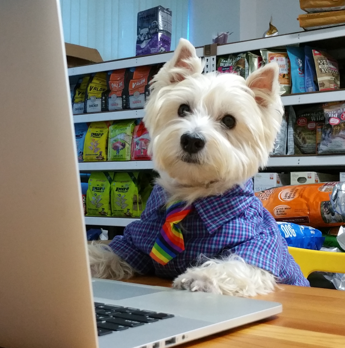 Westie The Intern - Hypoallergenic dog breed