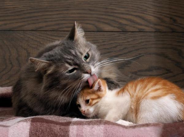 An adult cat grooming a kitten.