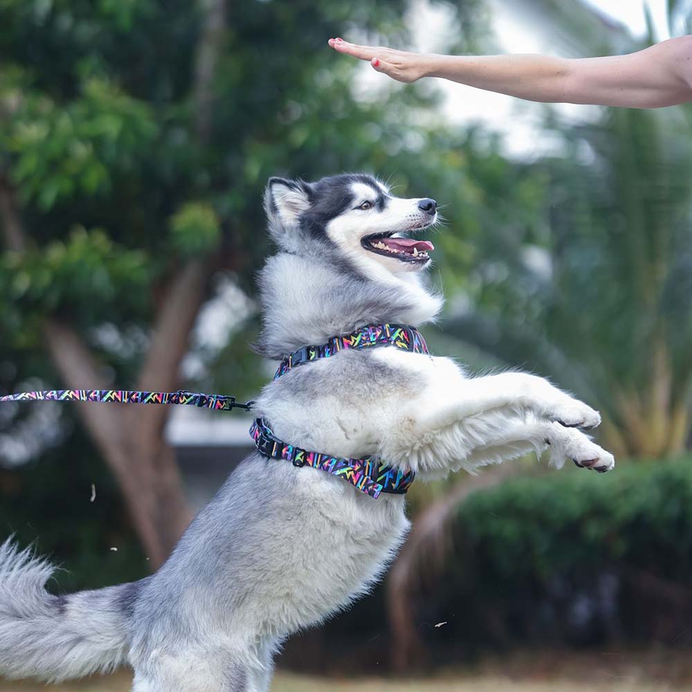 active dog belt