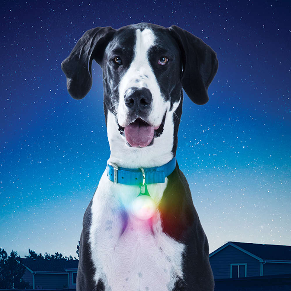 dog led leash