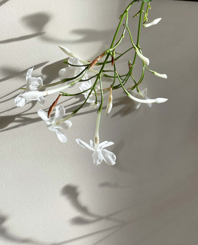 Jasmine-Flower-Plant