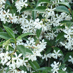 Jasmine