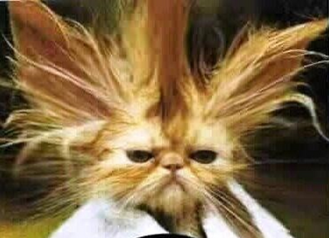 Crazy cat, bad hair day. Silly image of cat with crazy hair. cat in robe. bad hair day.
