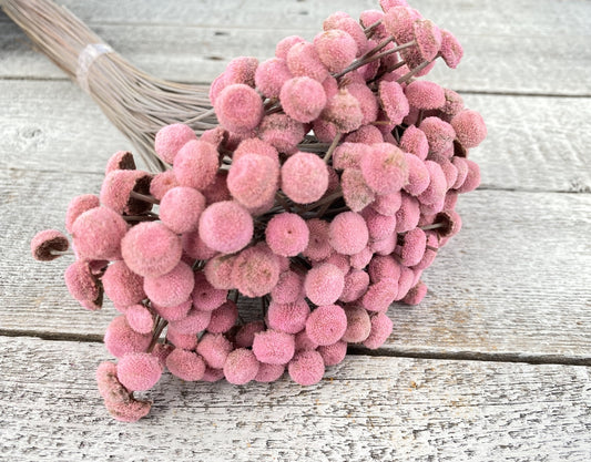 Dried Star Flowers - PINK