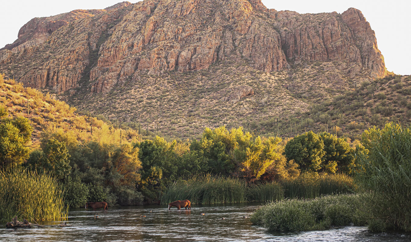 Horse taking a bath on upper salt river