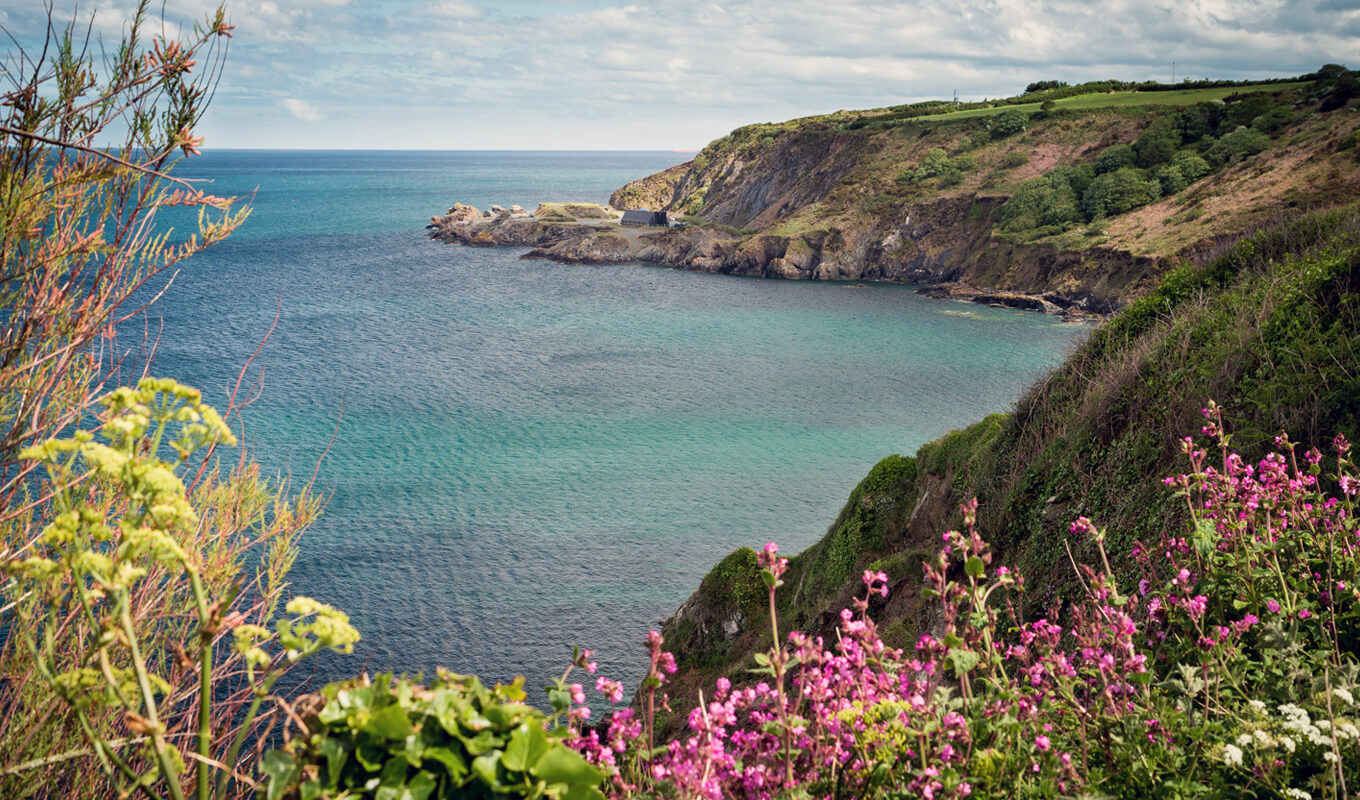 Pink flowers near porthallow in cornwall