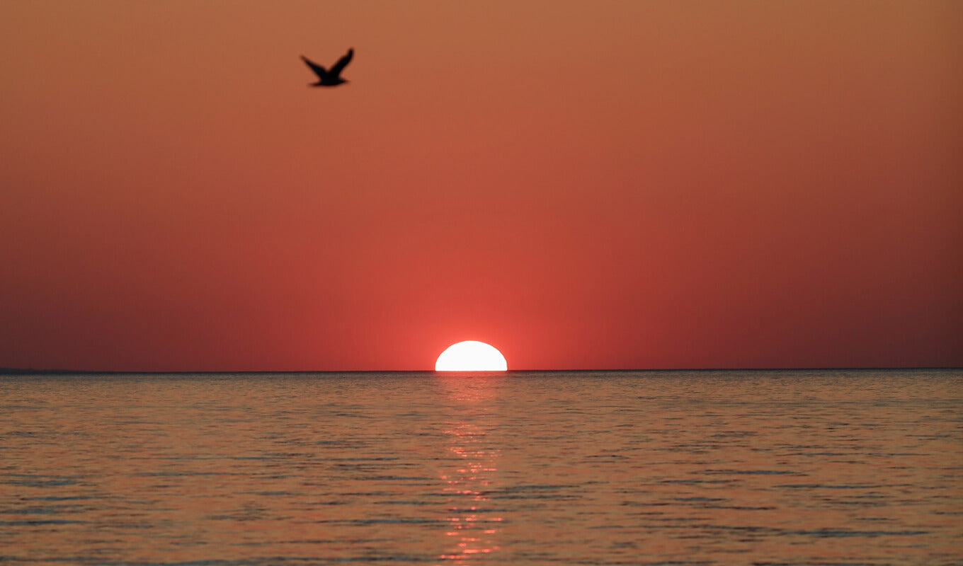 Bird flying above the Wasaga beach at sunset, Ontario Canada