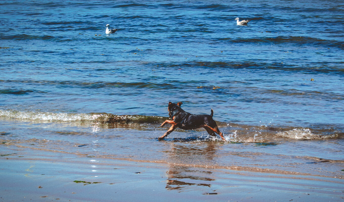 Dog running at beach of Bangor Marina