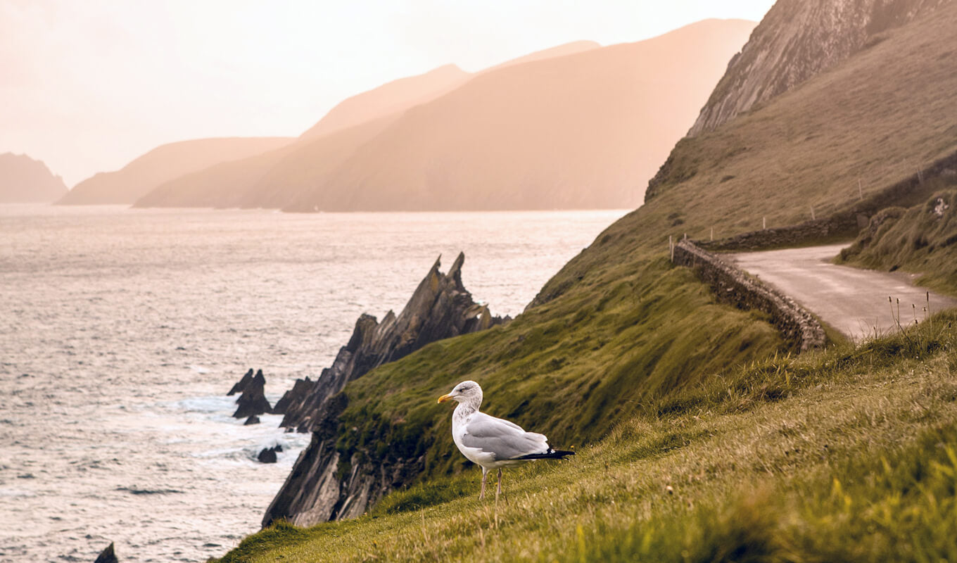 Bird sitting on the mountain of County Kerry