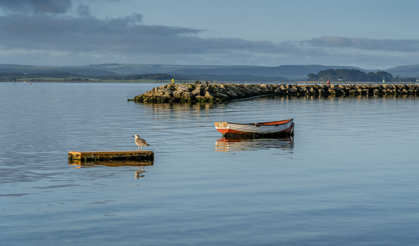 Bird on a log at Poole Harbour Islands