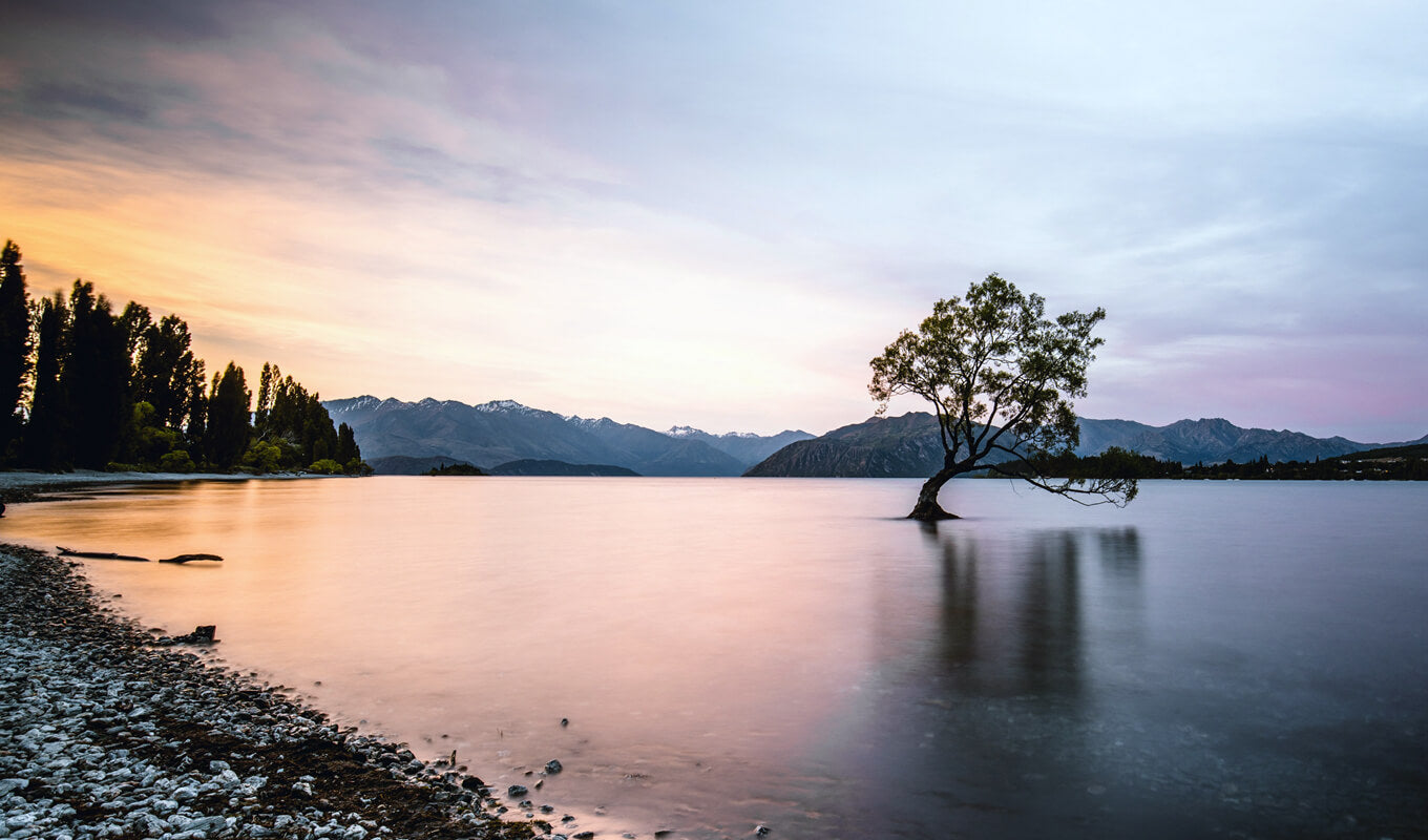 Wanaka tree at Lake Wanaka, New Zealand