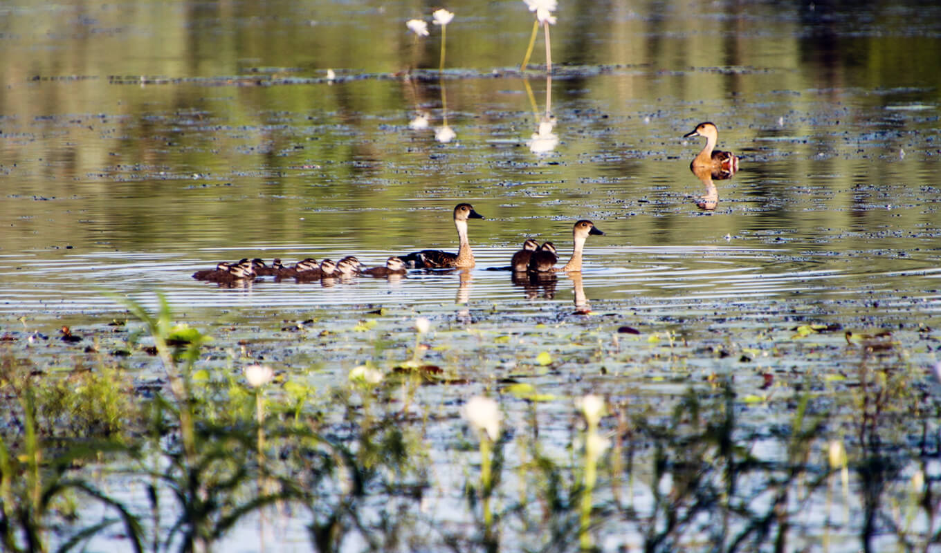 Group of ducks swimming on blackwood river, Western Australia