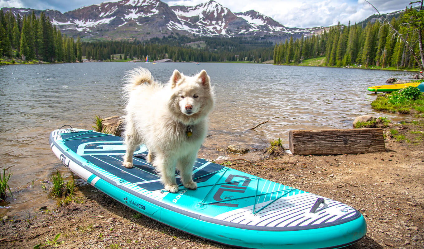 Dog on a GILI paddle board near lake irvin