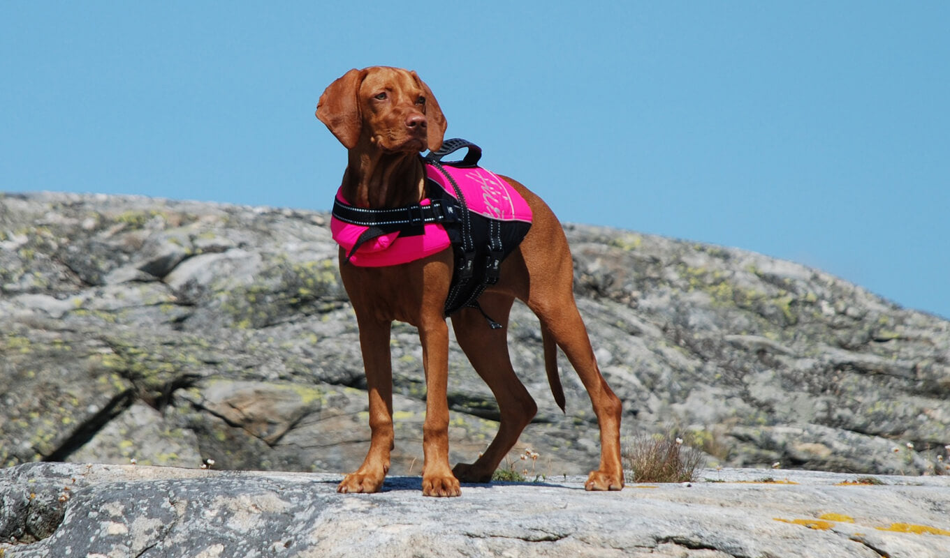 Dog wearing a pink life jacket