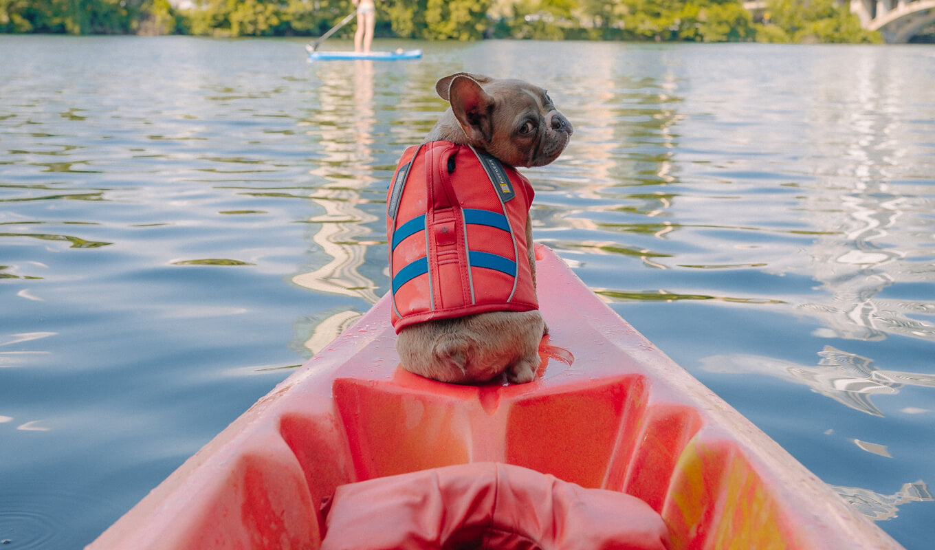 orange dog life jacket on a canoe