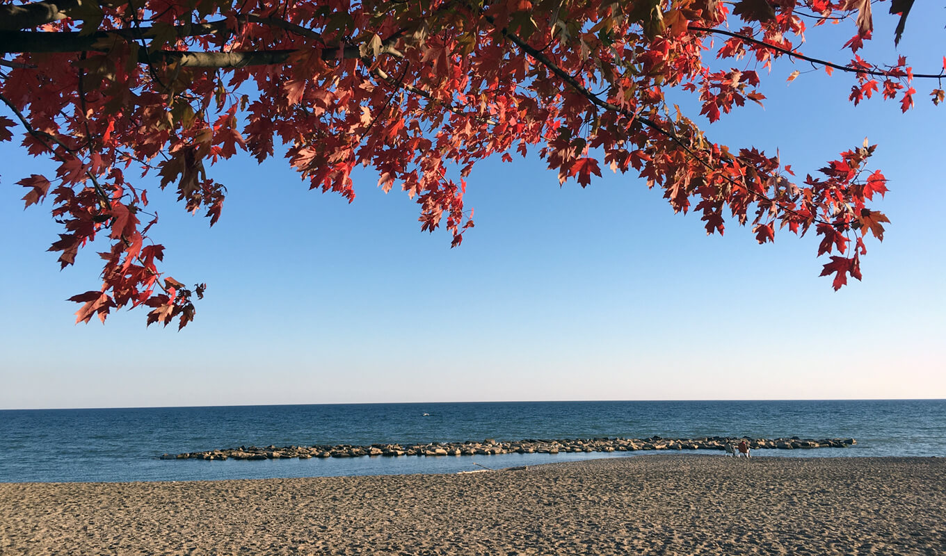 Canadian red maple tree located at Kew Balmy beach park in Toronto