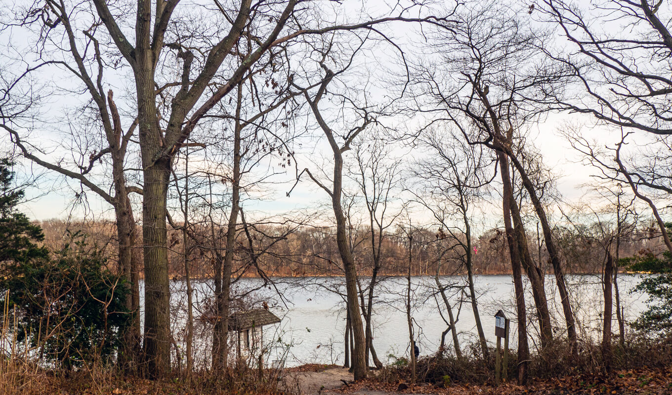 Trees without leaves near a body of water in Lake Lahontan