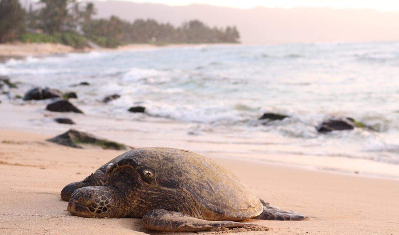 Loggerhead turtle on sand beach