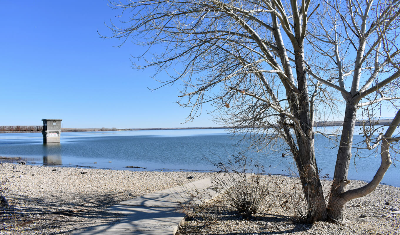 White pine trees at Lowell Lake