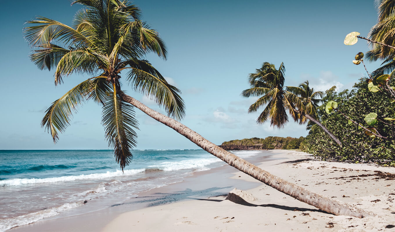 Coconut standing on Martinique beach, Nova Scotia