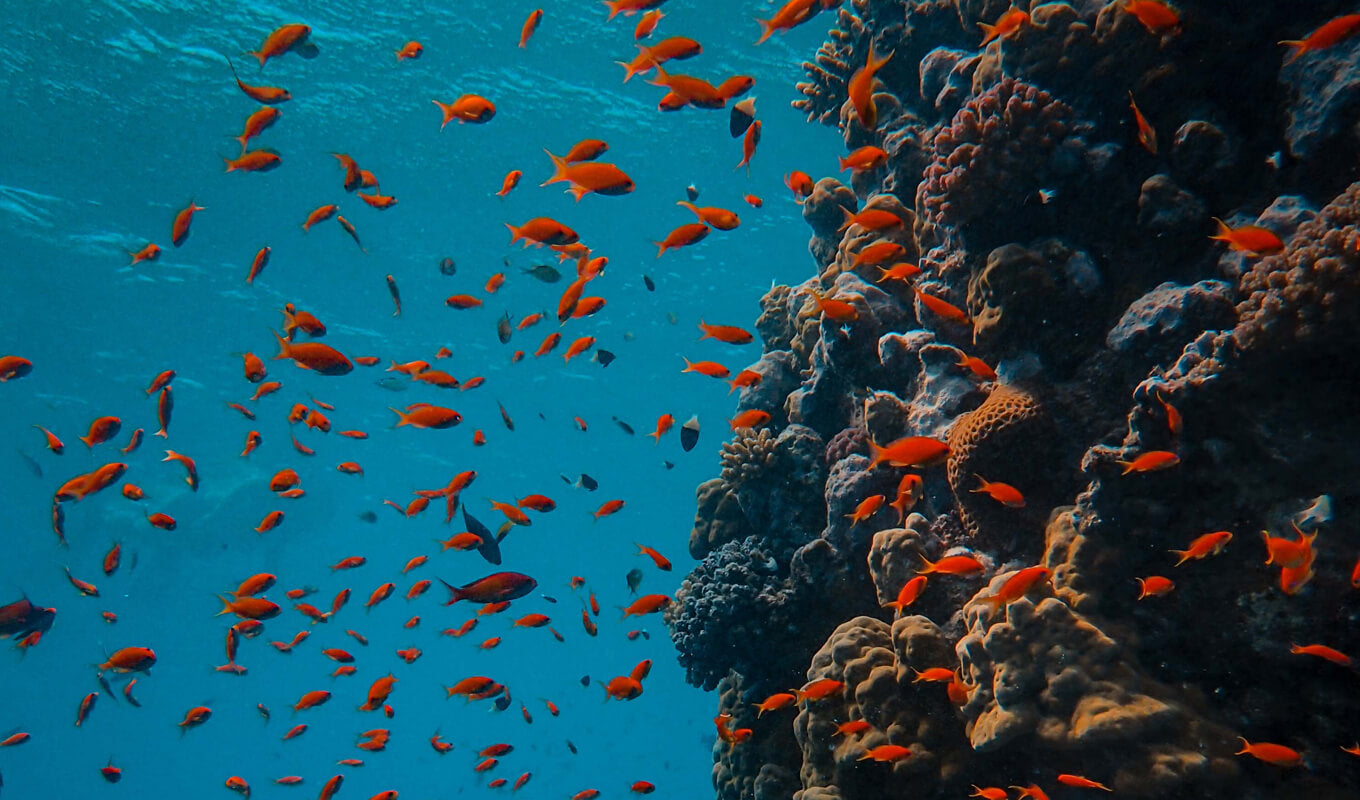 Fische schwimmen über Korallen unter Ozean