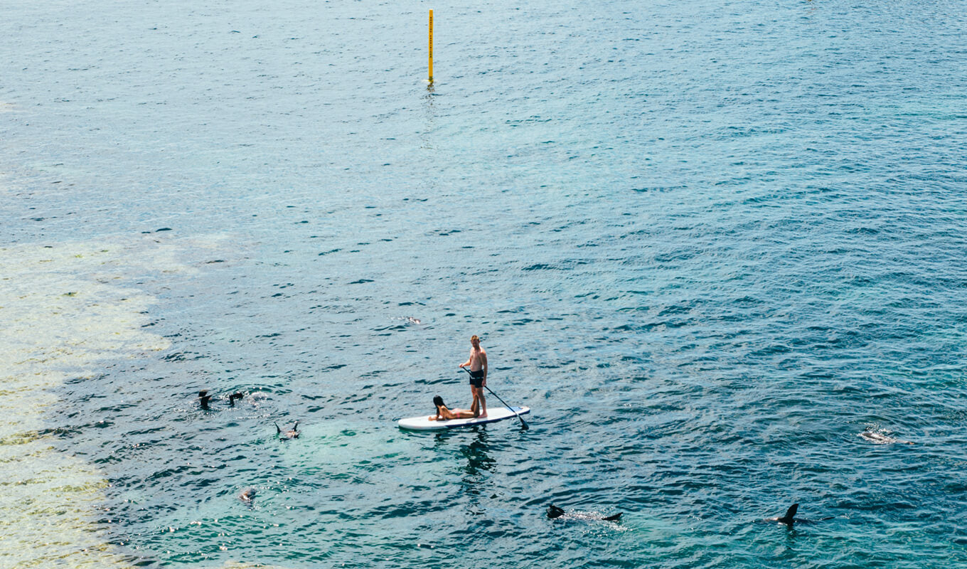 Man and a woman paddle boarding with the seals