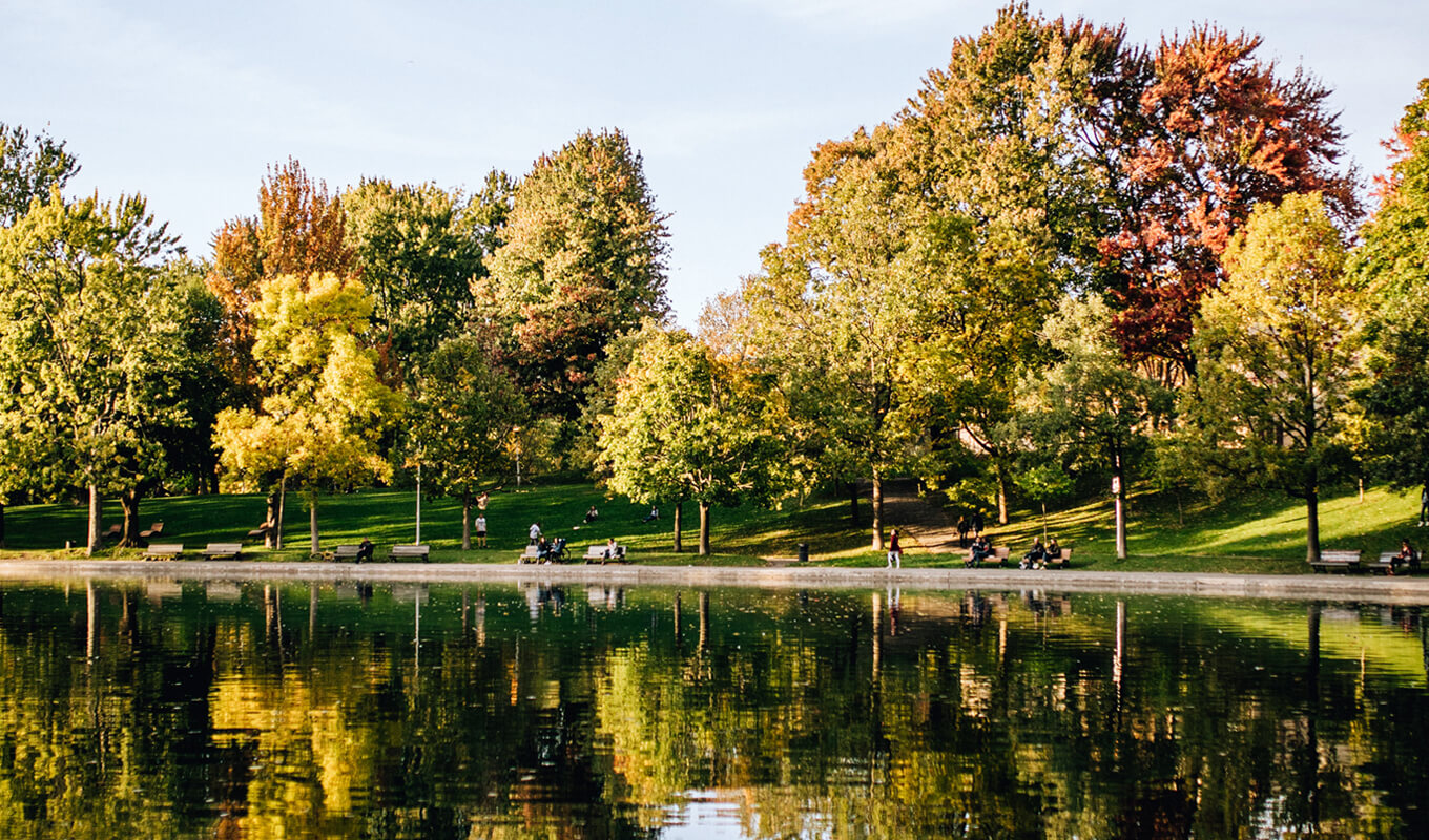 Green leafed trees beside a body of water