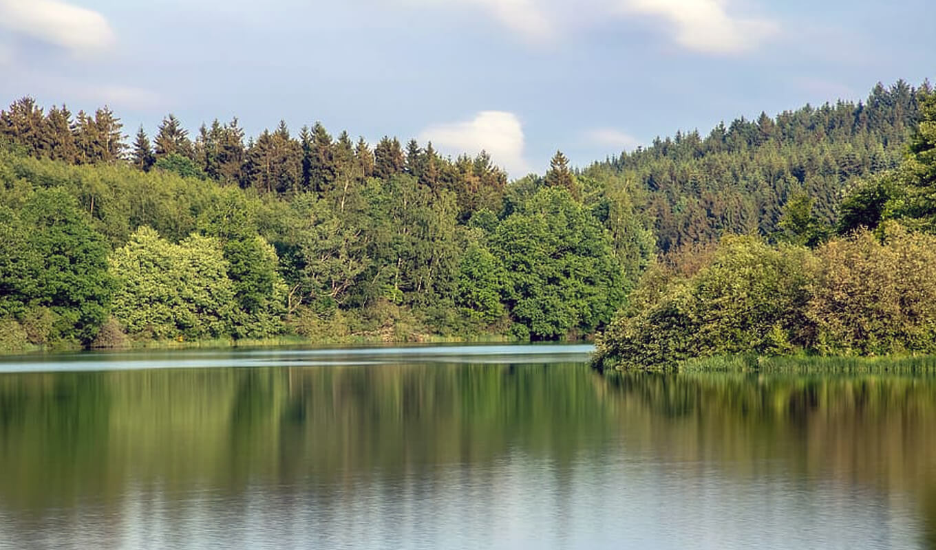 Grüner Wald des Pawtuckaway-Sees