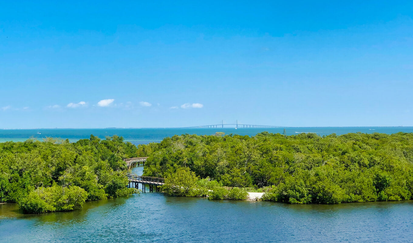 Robinson bewahrt Mangroven-Wasserstraßen Tampa Florida