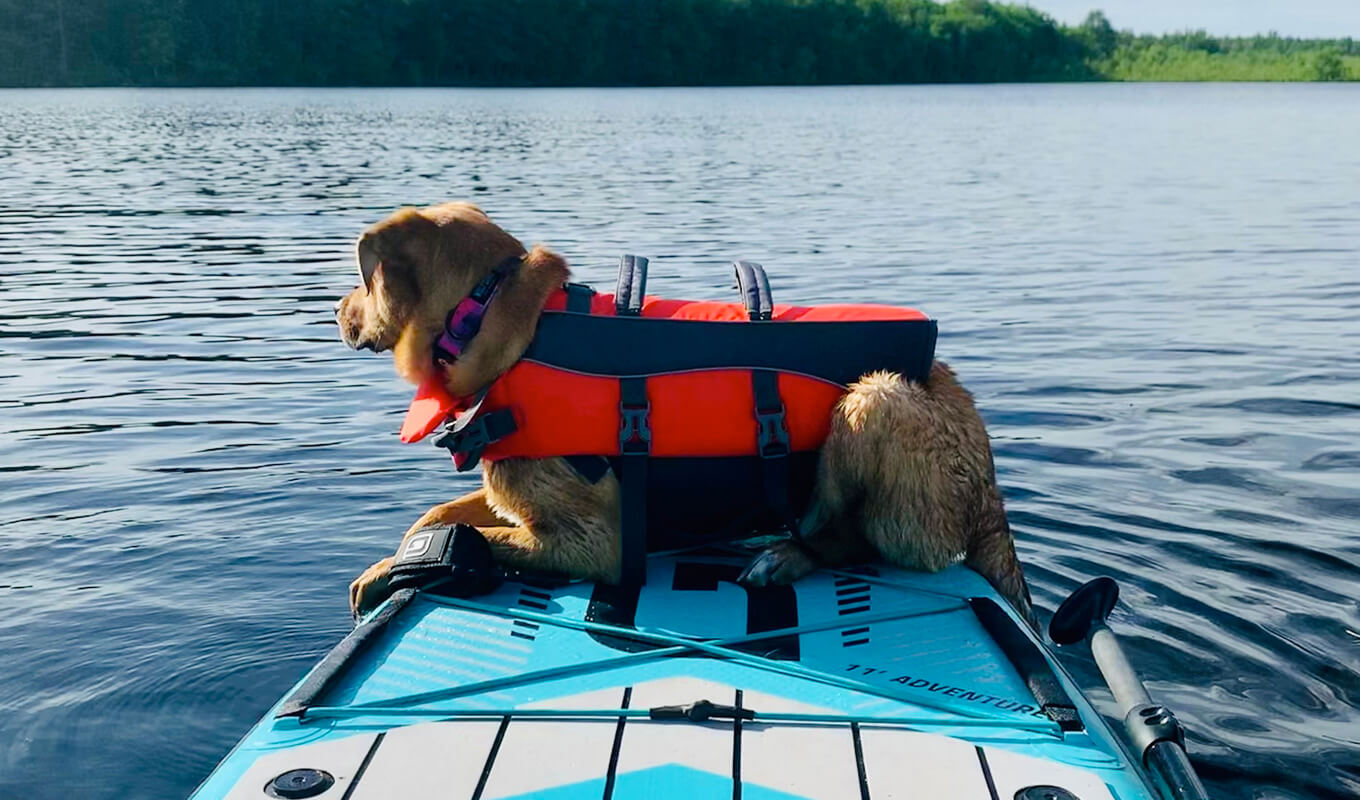 Hund in seiner Schwimmweste, der ein GILI SUP-Board besteigt