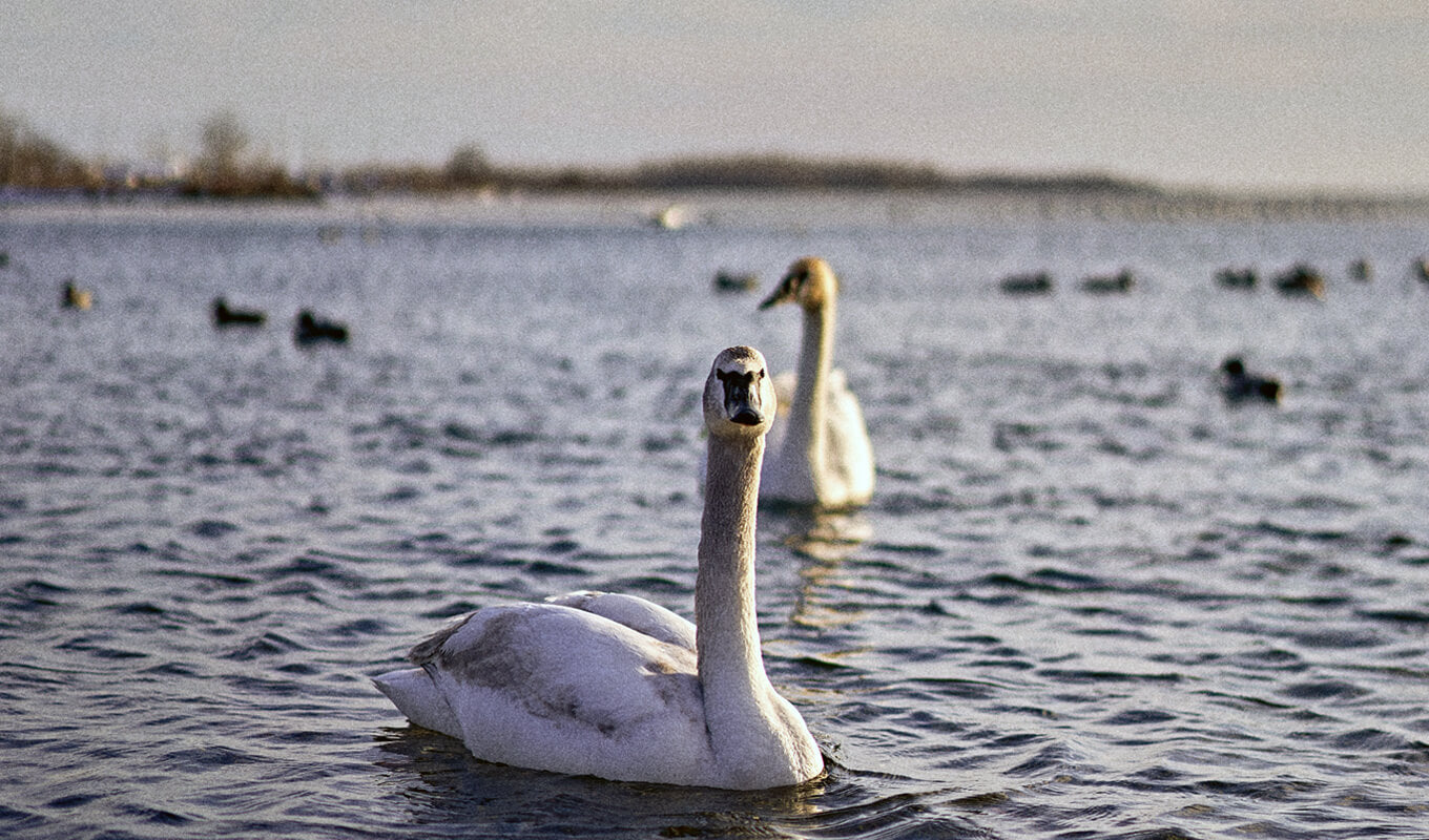 Swans swimming at Tommy Thompson Park