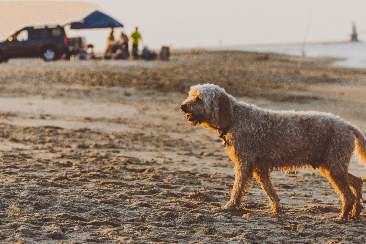 dog on beach