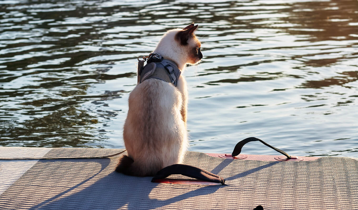 Cat wearing a PFD on a stand up paddle board