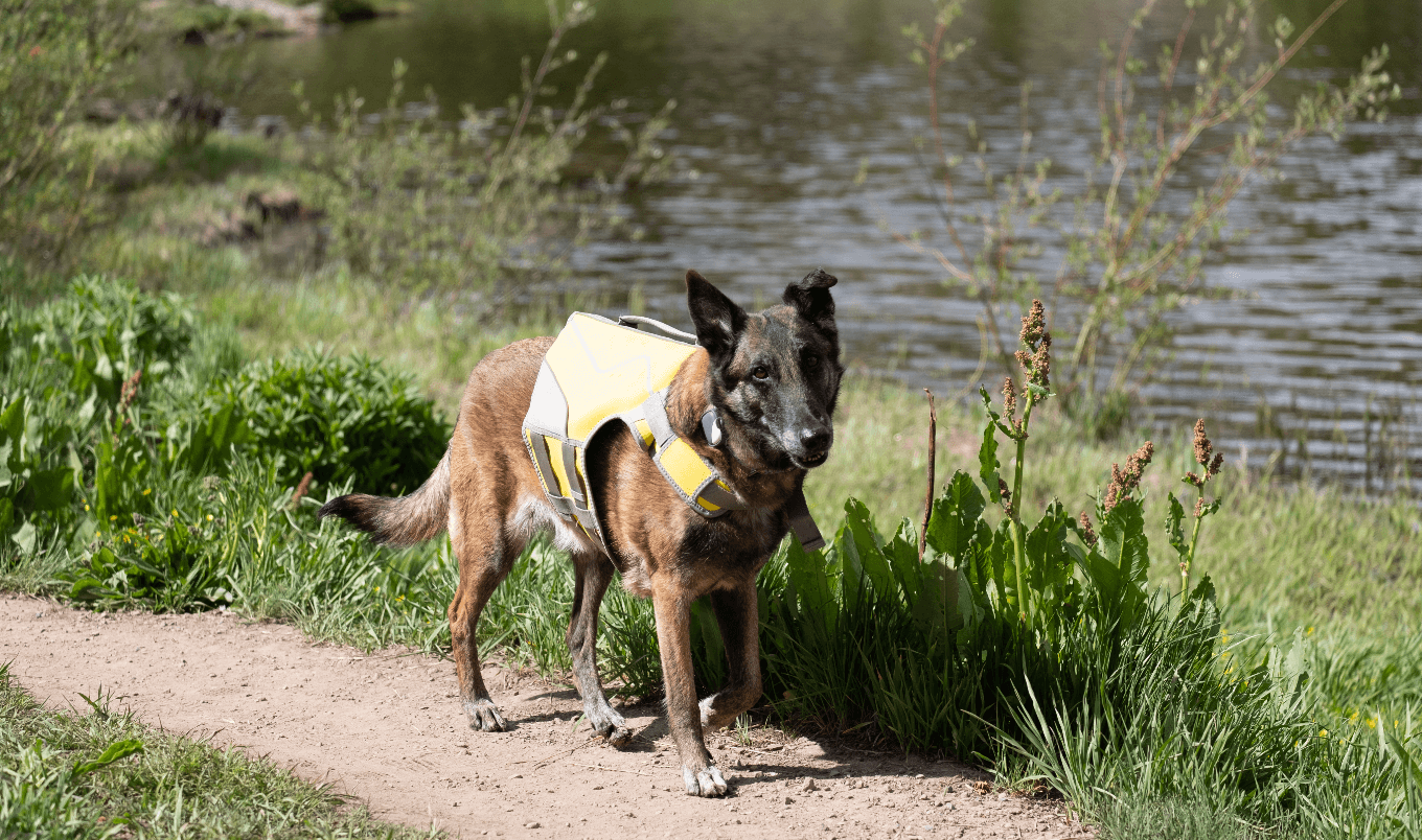 beste Hundeschwimmwesten an Land